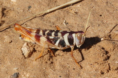 Stropis maculosa