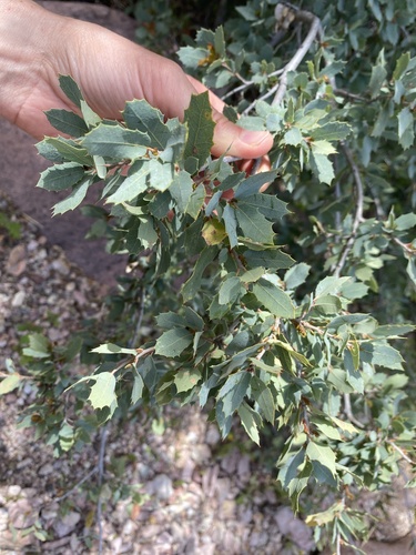 Ajo Mountain scrub oak (Quercus ajoensis)