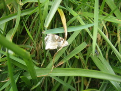 Xanthorhoe montanata