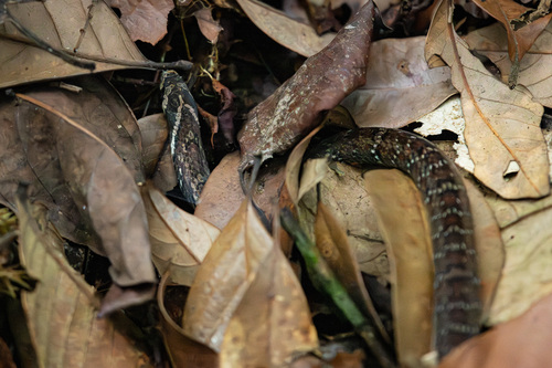 Annam kukri snake