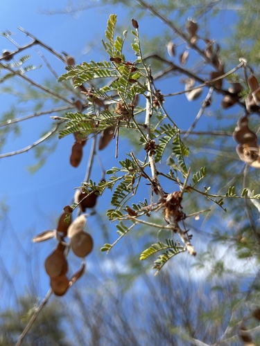 Havardia mexicana