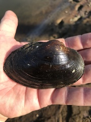 Pyganodon grandis