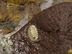 Chiton squamosus