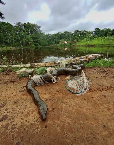 Green Anaconda