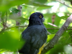 Trogon citreolus