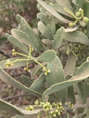 Salvadora australis image