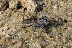 Ellipsoptera hamata