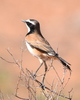 Southern Capped Wheatear - Photo (c) copper, some rights reserved (CC BY-NC), uploaded by copper