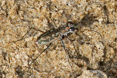Ellipsoptera hamata