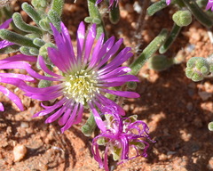 Drosanthemum oculatum