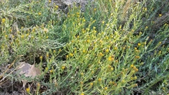 Heterotheca oregona