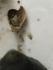 Crepidula convexa