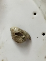 Crepidula convexa