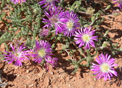Drosanthemum oculatum