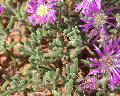 Drosanthemum oculatum