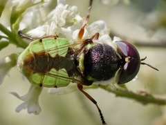 Hedriodiscus truquii