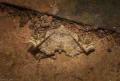 Esthlodora variabilis