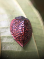 Cyrtonota textilis