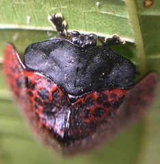 Cyrtonota textilis