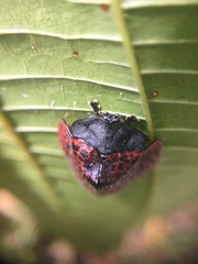 Cyrtonota textilis