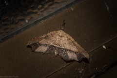 Philogethes metableta