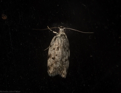 Barea nymphica