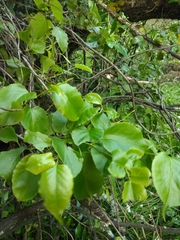 Muehlenbeckia australis