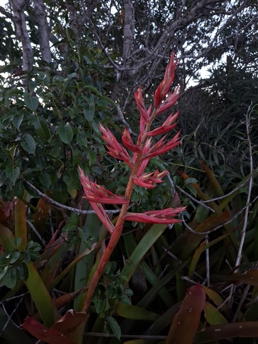 Aechmea sucreana (Aechmea sucreana)