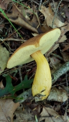 Aureoboletus roxanae