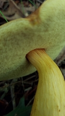 Aureoboletus roxanae