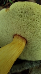 Aureoboletus roxanae