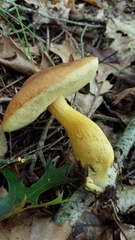 Aureoboletus roxanae