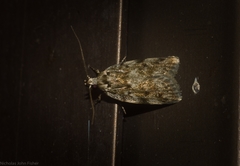 Barea nymphica