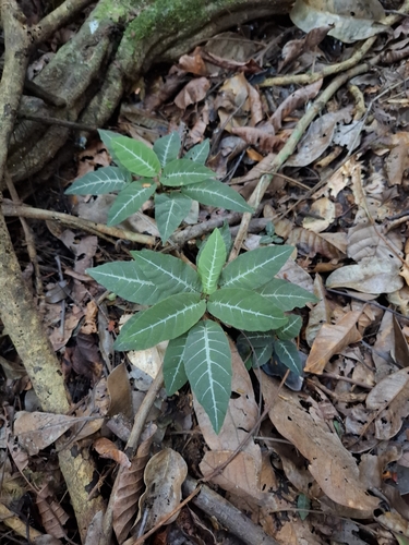 Dorstenia milaneziana