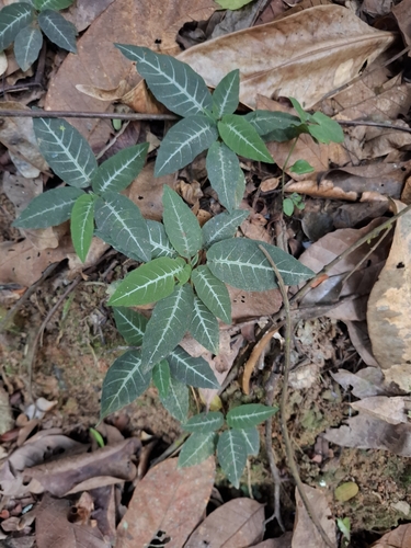 Dorstenia milaneziana