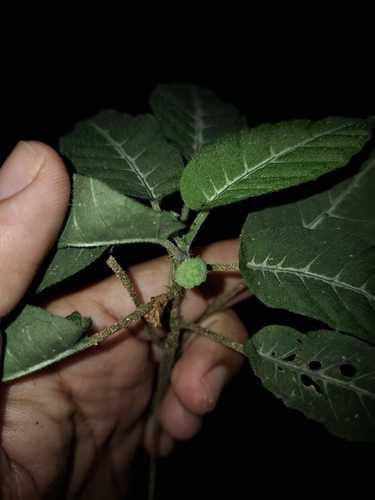 Dorstenia milaneziana