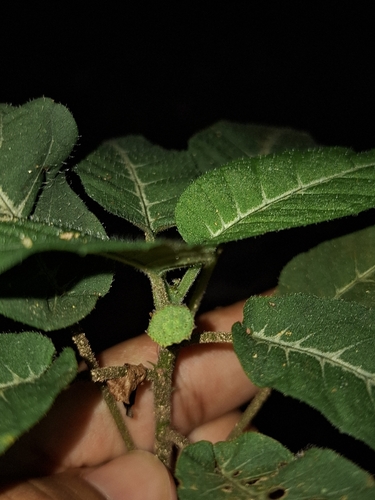 Dorstenia milaneziana