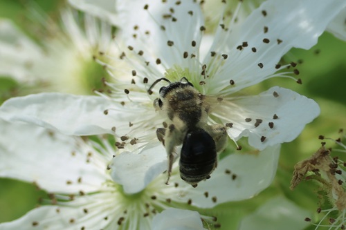 Hawthorn Mining Bee photo 6
