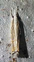 Parapediasia decorellus