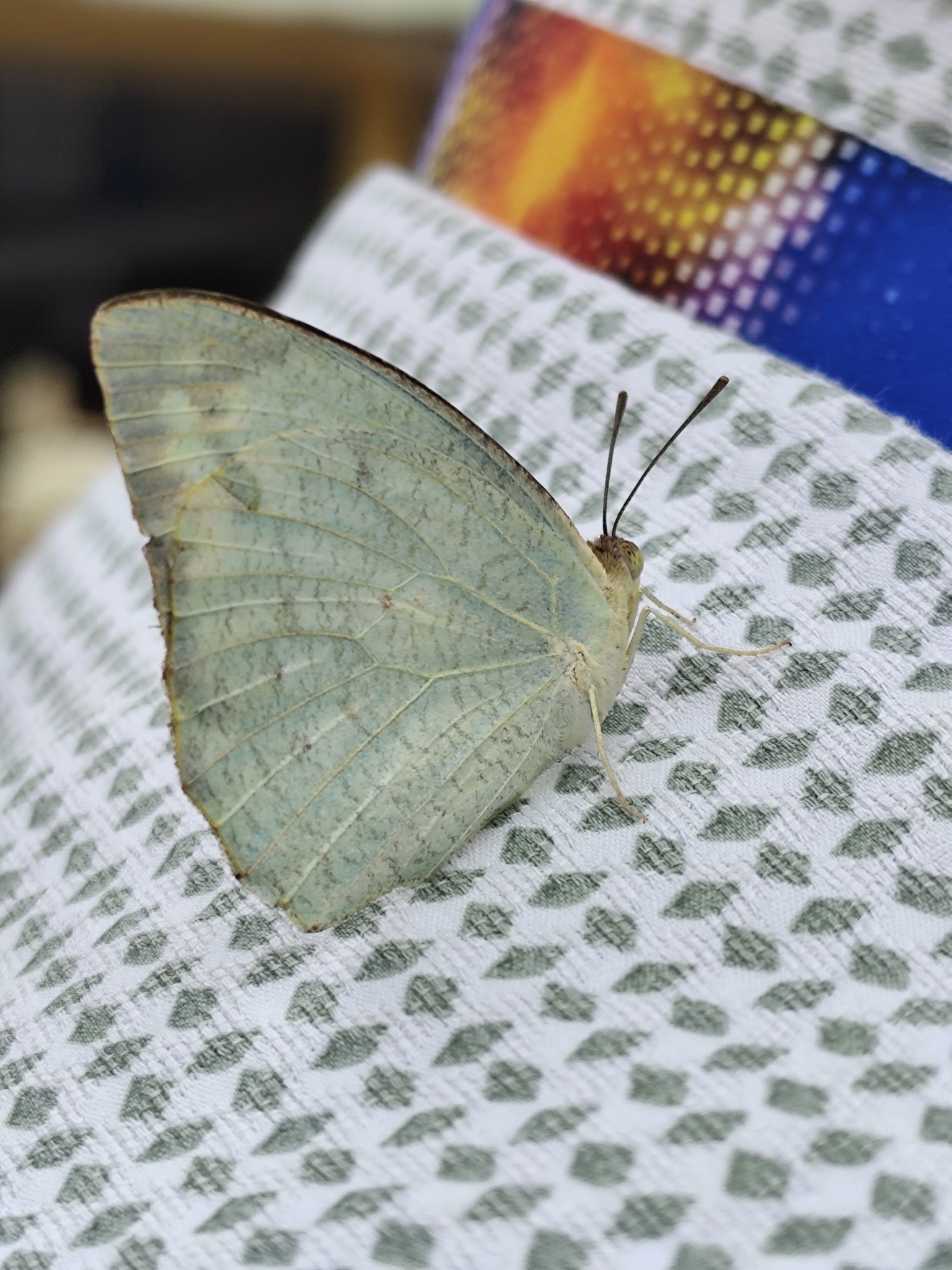 Mottled Emigrant
