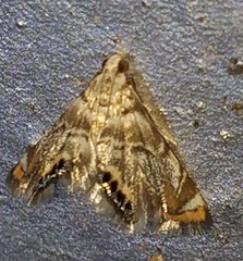 Eoparargyractis
