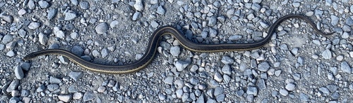 Giant Garter Snake