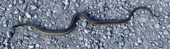 Thamnophis gigas