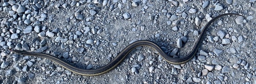 Giant Garter Snake