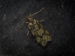 Barea phaulobrya
