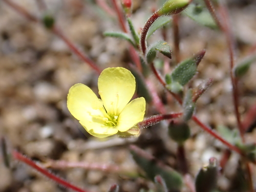 Mono Hot Springs evening-primrose (Camissonia sierrae)