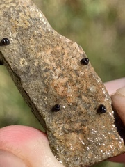 Pyrgulopsis