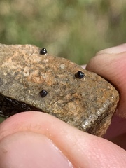 Pyrgulopsis