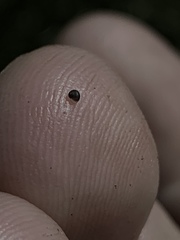 Pyrgulopsis