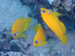 Lemonpeel Angelfish photo 3
